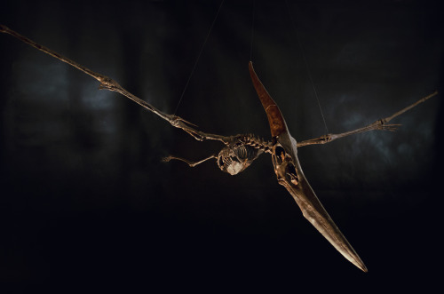 Aptery: Flying Majesty1:3 scale Pteranodon skeleton (~2m wingspan) https://cults3d.com/fr/mod%C3%A8l