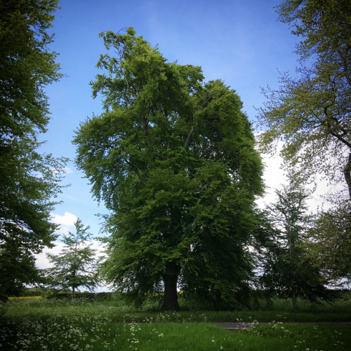 The same beech tree in spring and autumn #trees #treesofinstagram #tree #spring #seasons #seasonscha