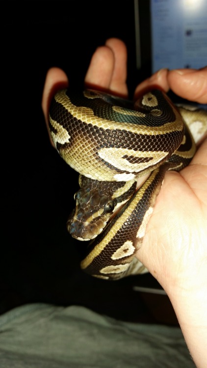 gleditsiatriacanthos:Meet Ambroz, my ball python. I love this first photo so much because you can se