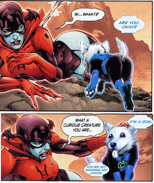 have-mercy-i-am-trash: cyrilthewolf:  Always reblog Hope Corgi.   One of DC’s shining moments  we have an angry cat and a hopeful dog X3