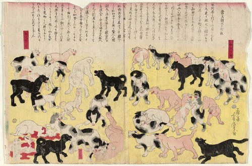 News Report on the Fighting Dogs of Changzhou in China (Jôshû tôken no shinpô