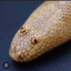 athenaspetsnek