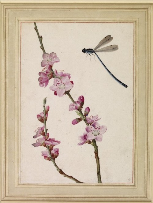 Jacques Le Moyne, Peach blossom and Damselfly, c.1585 (source).