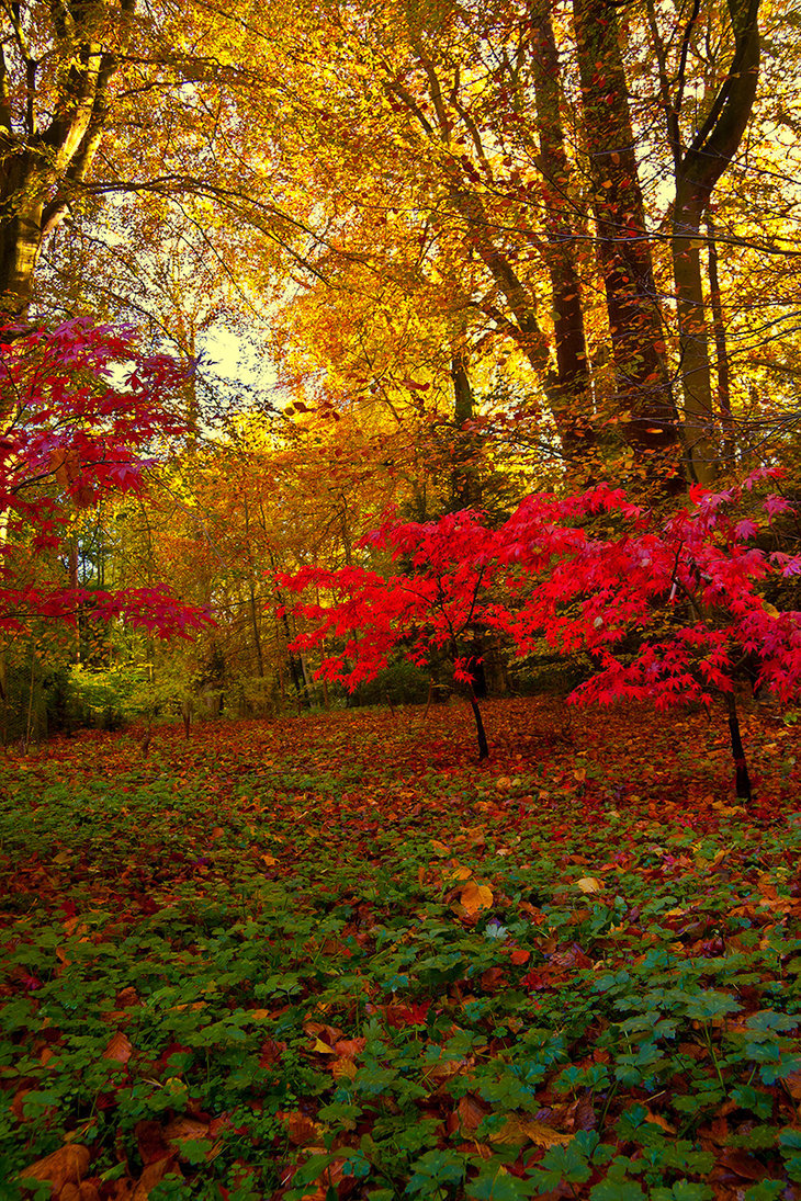 landscapelifescape:  Hulne park, Northumberland, England Hulne Park Autumn by newcastlemale