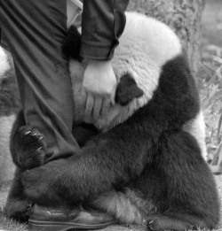 pandameridian:  I need affection…and love. 