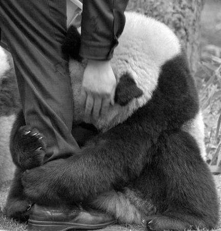 pandameridian:  I need affection…and love. 
