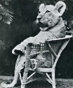 In San Francisco, Old Lionface waits for afternoon tea.