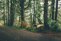 bryandaugherty:  Elk on the Oregon coast