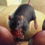 the-rat-upstairs