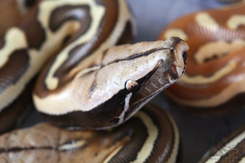 reptiphile: fimbry: The babies! Some real stunners and I’m still enchanted by this really cr