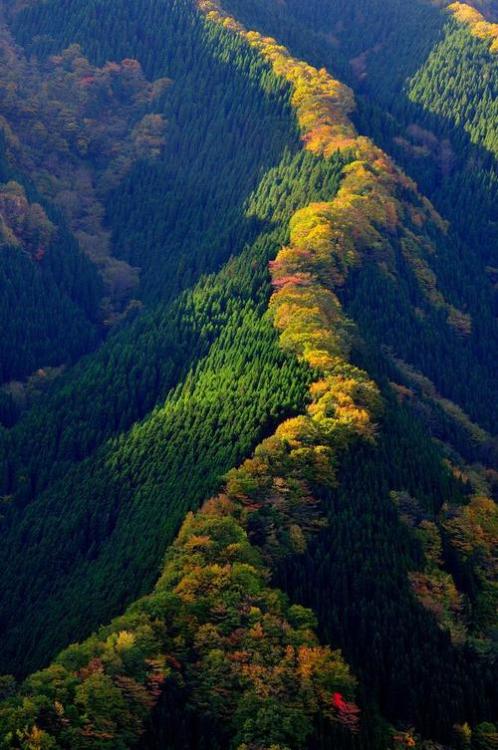 littlepawz:Early autumn in Japan - the sharp contrast between the cedars and the maples planted at t