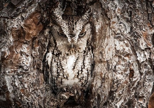 wonderous-world:  This master of disguise, or better known as an eastern screech owl, is barely visible at the entrance to a tree hole - thanks to its perfectly evolved camouflage. The owls have either rusty or dark grey intricately patterned plumage