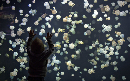 awkwardsituationist: vancouver aquarium, may 2013. photos andy clark