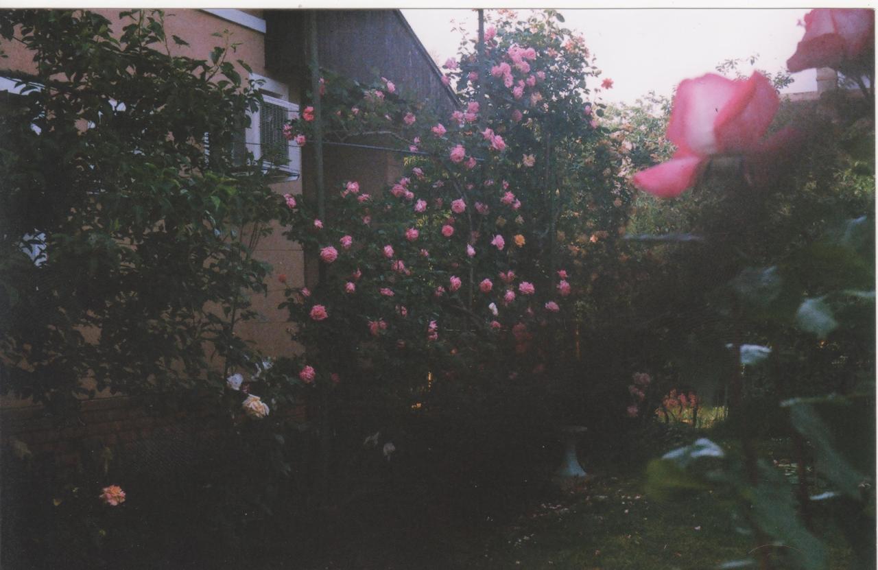 heszberger:  lomography01