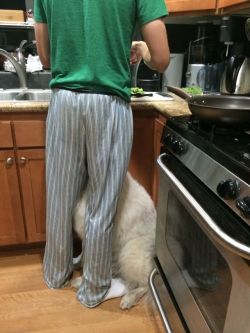 spoopumthesamoyed:  spoopumthesamoyed:  Helping dad in the kitchen! Help him choppy and peely and boily!  Maybe Skookum is just into Jason’s super awesome PJs!  