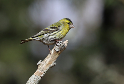 Eurasian siskin/grönsiska (male).