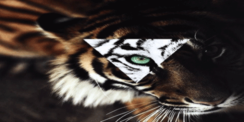 tiger tumblr hipster wallpaper