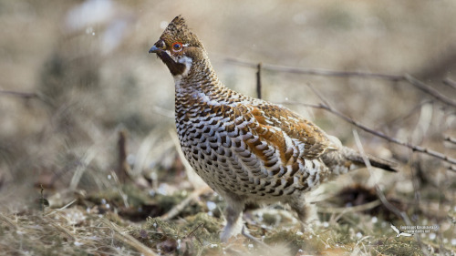 Hazel Grouse (Tetrastes bonasia) &gt;&gt;by Eugenijus Kavaliauskas (1|2)