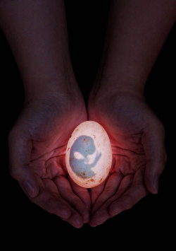 Robert Cabagnot an embryo in its egg…