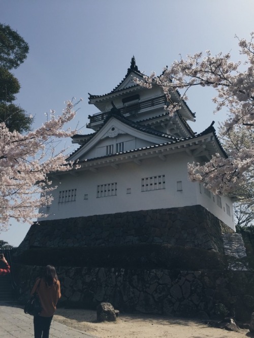 flowerbulbs:Cherry blossoms in Japan