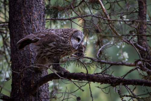 Great Gray Owl by Ken Shults