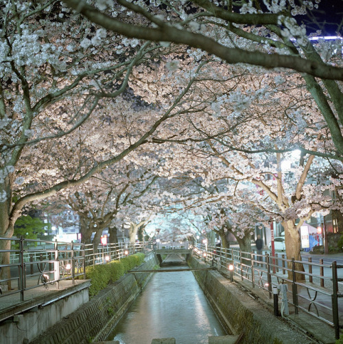 sakura cloister　桜回廊 by BUN world on Flickr.