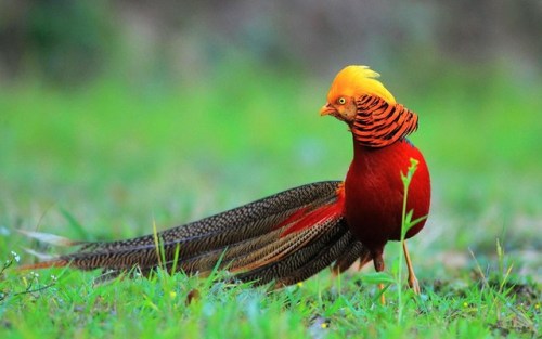 elodieunderglass:lotsandlotsofbirds: actual-anime-antagonist: end0skeletal: The golden pheasant is 