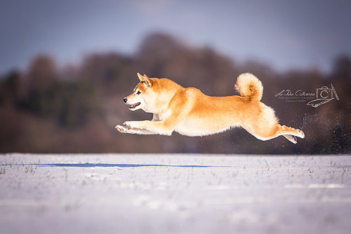 misterwooff:  Suki by Clarissa Scheffler on Flickr.
