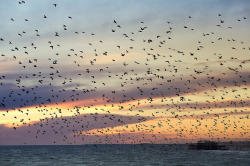 c0mprendo:  starlings by John Nunney on Flickr.