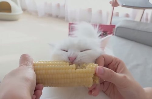 catsbeaversandducks: Cats eating corn on the cob.Via Cats, Beavers & Ducks