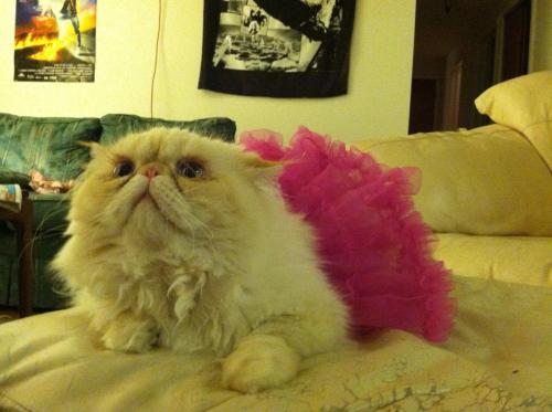 I look like such a tulle.  www.facebook.com/LucifurFluffypants (submitted by lucifurflu