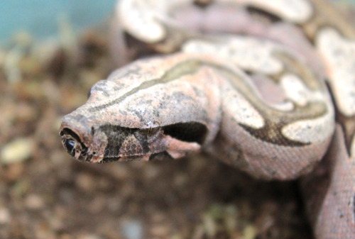 Finally took some photos of the newest kid to join the family! This lovely little pink boy was produ