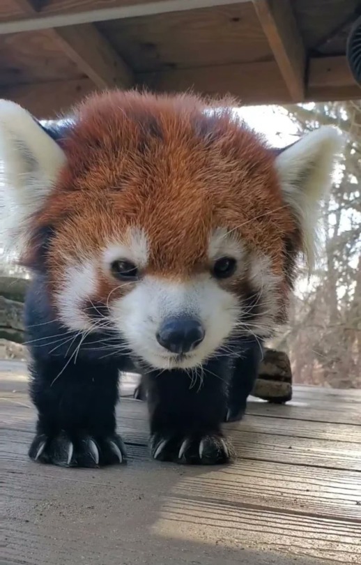 Im Just A Baby Aww