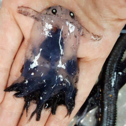 chupacabrasays: sixpenceee:  This is a squid,