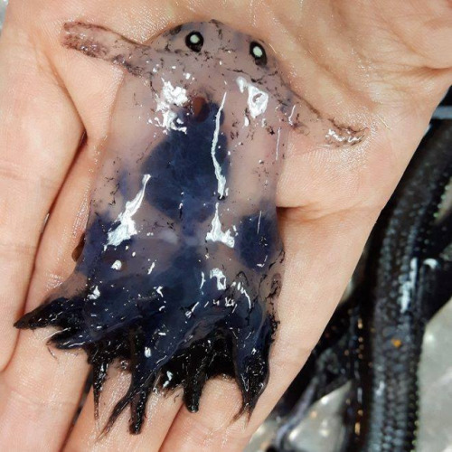 Porn Pics chupacabrasays: sixpenceee:  This is a squid,