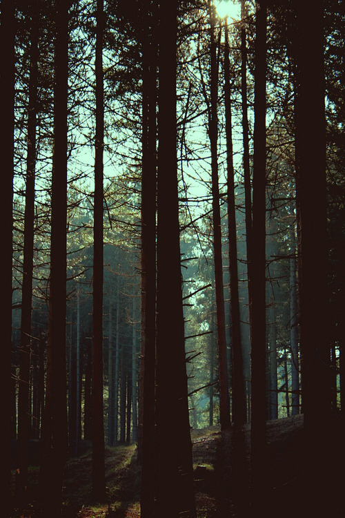 vhord:  rainingoverus:  eartheld:   nature, photography, art, animals   mostly nature  Nature 🌱  strictly nature