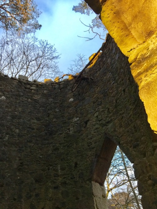 wee tower in the woods Edzell, Scotland, March 2017