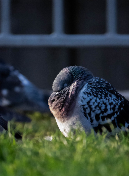 Pigeon. Copenhagen, Denmark. 30/10/18