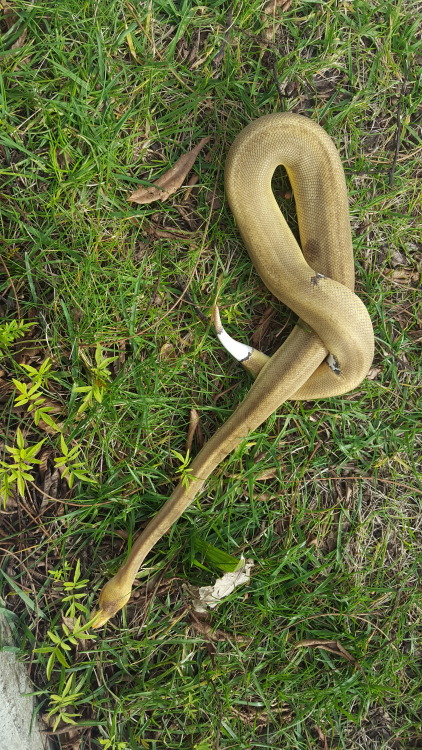 &ldquo;grass! terrifying! run to the shelter of Ma!