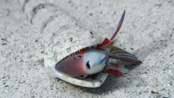 ichthyologist:  Nebulous Lizardfish (Saurida nebulosa) eating a Jewel Fairy Basslet Lizardfish are predatory, relying on camouflage to remain undetected by their prey. They often bury themselves in the sand with only their eyes protruding. The basslet