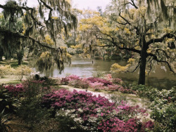 vintagegal:  South Carolina’s Middleton Place. Photograph by B. Anthony Stewart, originally published in the August 1940 issue of National Geographic.