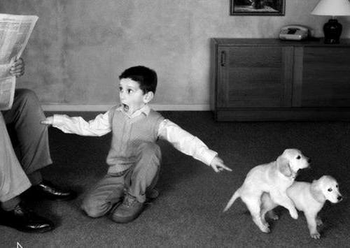 dejamevolarctm:  Un perro de dos pisos!