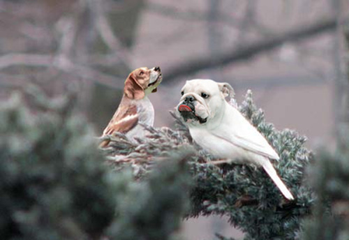 iamthebatfan: tastefullyoffensive: Dirds (Dogs + Birds)Previously: Celebrities Before &amp; Afte