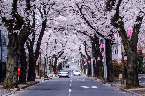 Sakura Dori by lestaylorphoto