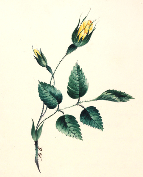 lovely illustration of a rose - from an album of poetry prose and pictures 1830 