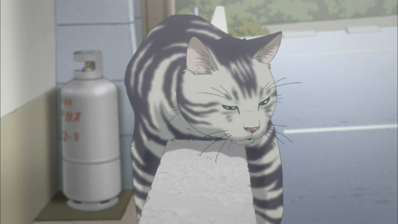 Anime Cat of the Day   Todays anime cat of the day is This little grey 