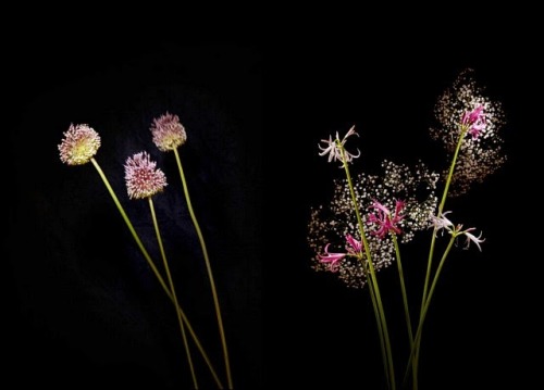 deadbeatroommate: from89:   Flower Work by Sarah Illenberger and Sabrina Rynas  You Can Also Fi