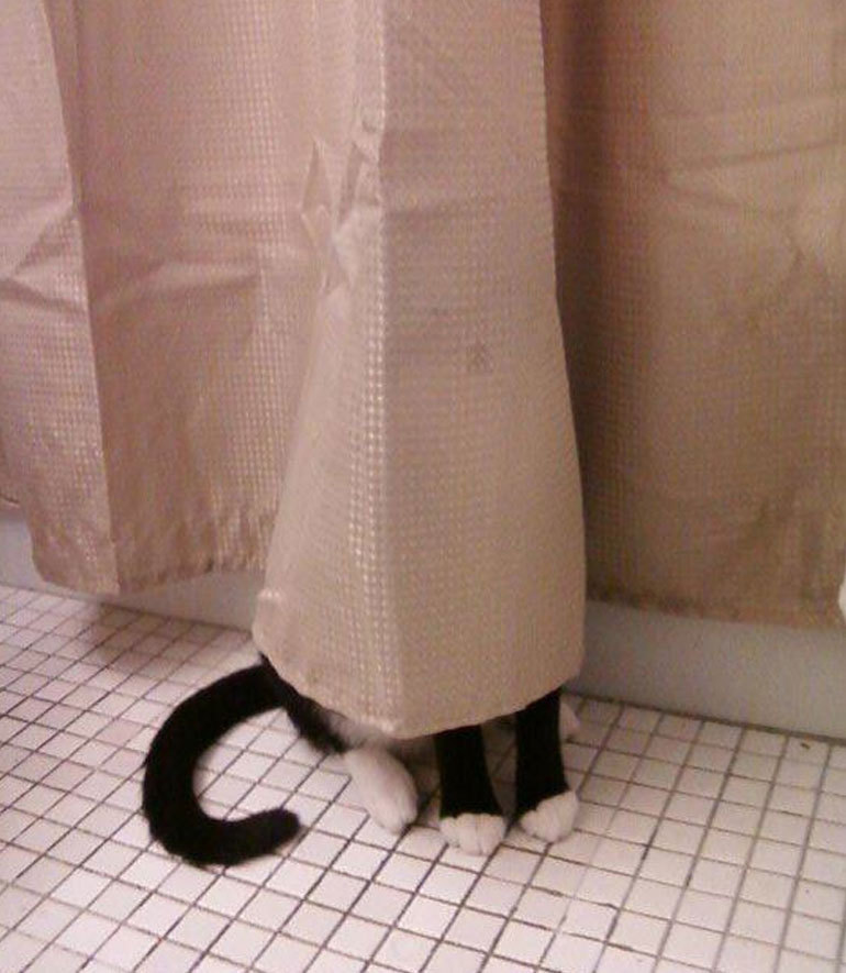 blondibooo:  srsly-cereal:  meowoofau:  13 cats failing at hide and seek As good