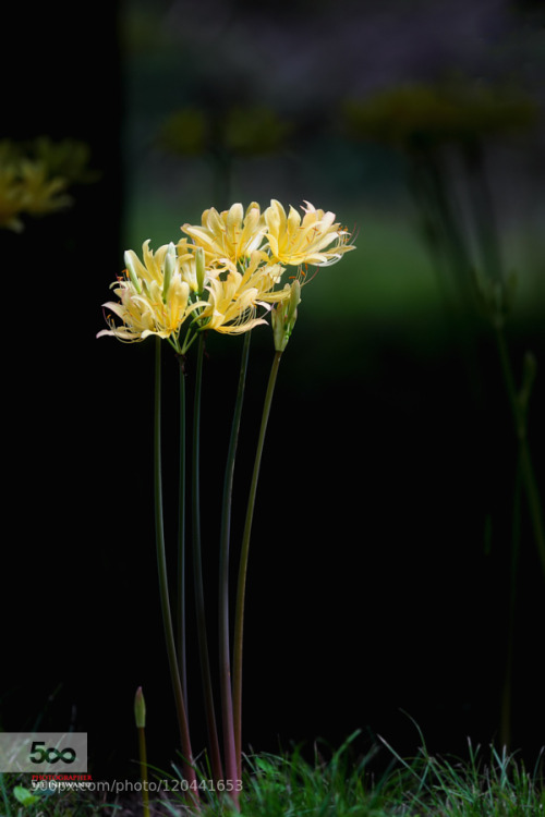 go4photos:  Yellow magic in forest by leeinhwan 