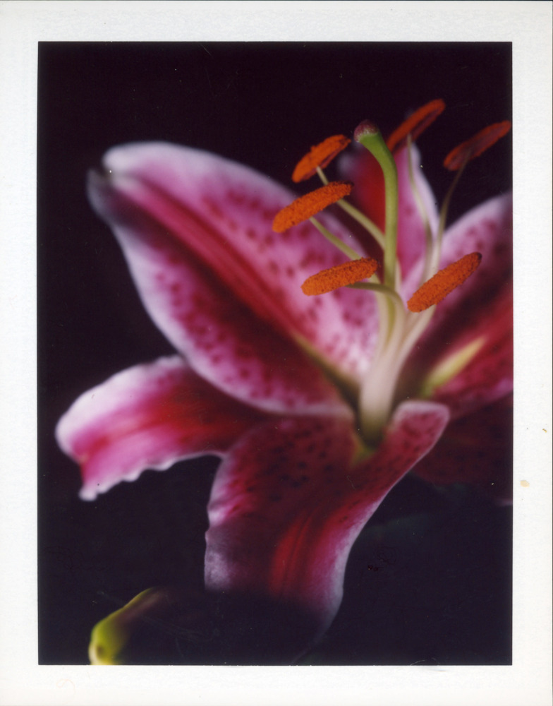 her beauty II
© Arne van der Meer
homegrown lilly, photographed 2010
Camera: Polaroid Cu-5, FIlm: Fuji Fp 100C